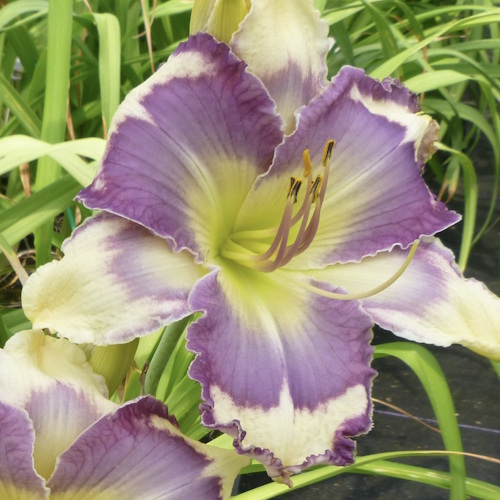 Spacecoast Butterfly Kisses - 1 Fan Spacecoast Butterfly Kisses - 1 Fan